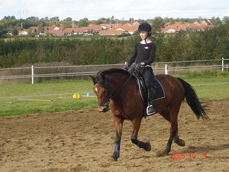 Anden særlig race Miss Flying Daisy SOLGT - Og så et meget smukt dressur billede .. ©® billede 17