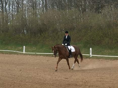 Dansk Varmblod jasmin billede 13