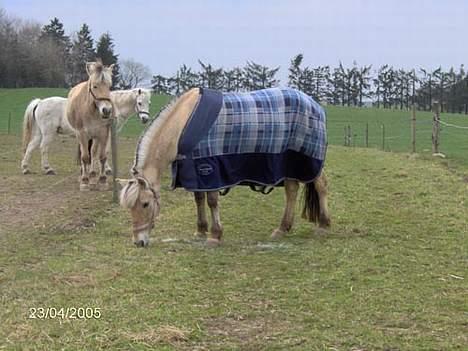 Fjordhest Hjerterbellami - Dejlig mad..¨ billede 11