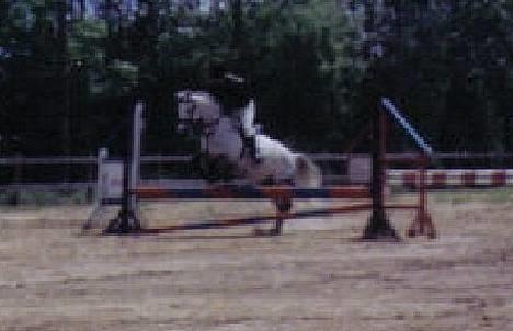 Anden særlig race Beauty Boy - Fra hans andet stævne med mig på ryggen! billede 12