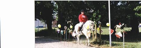 Fjordhest Lisette billede 11