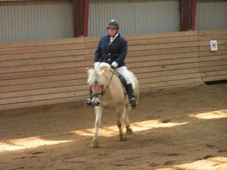 Fjordhest Lisette billede 13