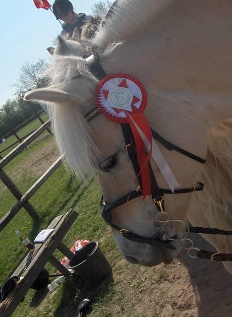 Fjordhest Lisette billede 14