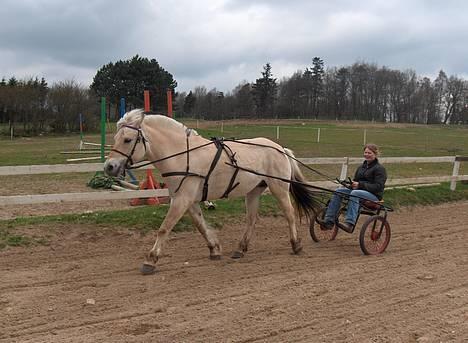 Fjordhest Lisette - Lisette og lena med den nye vogn :-) billede 15