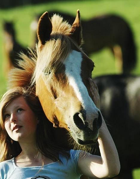 New Forest Casanova (SOLGT) billede 4