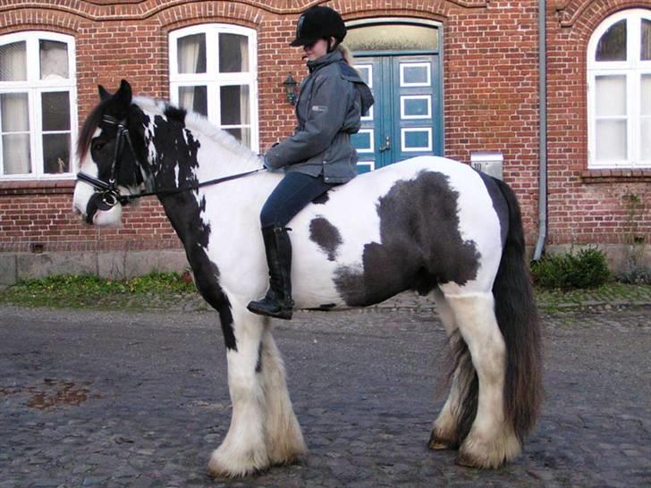 Irish Cob Igors Riain of April STER - Nu skal vi snart til at tilride drengen ;D  billede 9