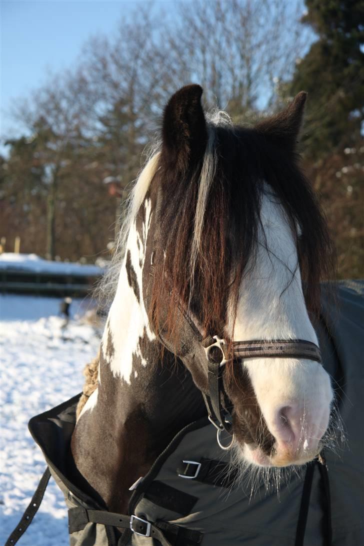 Irish Cob Igors Riain of April STER - december 09 :) billede 10