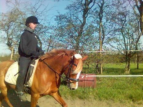 New Forest Casanova (SOLGT) billede 5