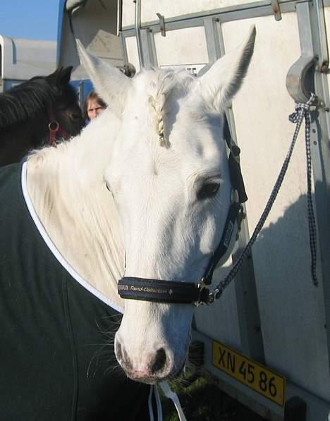 Connemara Barholts Madonna - Her er vi til militarystævne 24 April 05! Donna har et super temperament til stævner! Hun er totalt afslappet og kan nemt stå tøjret til traileren både med andre og alene. Dejligt, sådan burde alle ponyer være :) billede 18