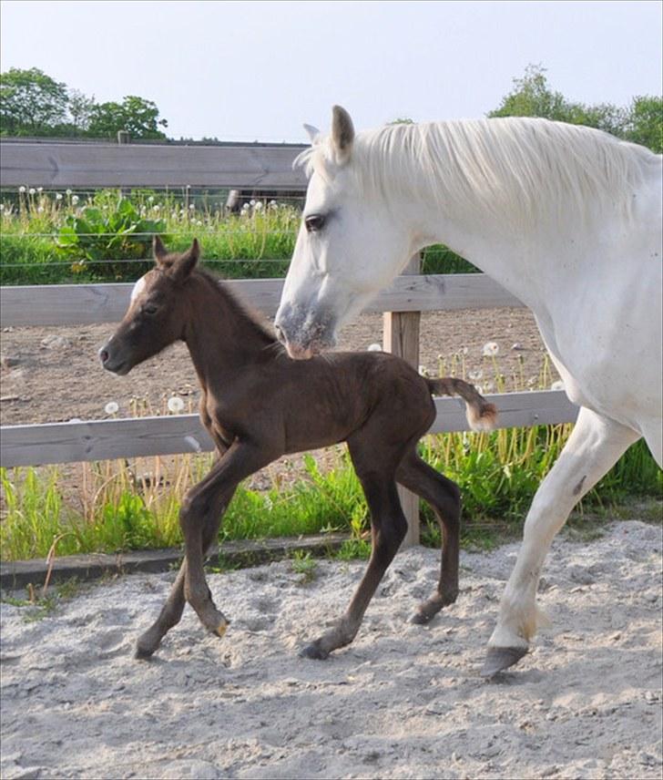 Connemara Barholts Madonna - NYT: Donna og hendes hingsteføl. 6/6-10 billede 19