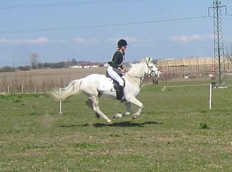 Connemara Barholts Madonna - Weeee! Fuld galop over mållinien til Donnas eneste militarystævne 24/4-05 :)  billede 20