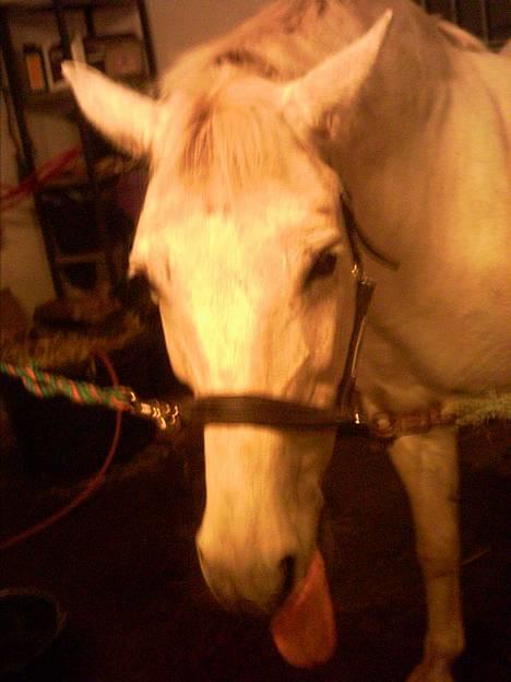 Anden særlig race Lotte *Død* - HAHAHA jeg rækker tunge af jer :-) billede 15