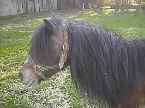 Anden særlig race Marie † 2005 † - Marie elsker kameraer og viser gladeligt sig selv frem ;) billede 6