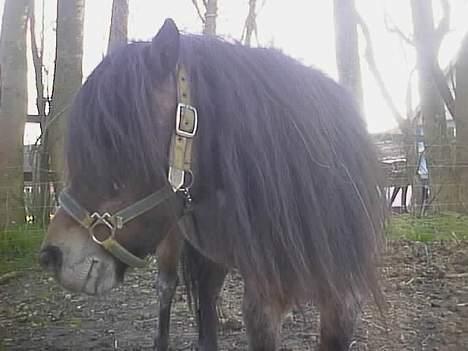 Anden særlig race Marie † 2005 † - Prøv at se vores kæmpeman - og den var helt kort for ikke engang et år siden! billede 7