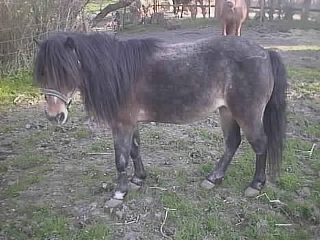 Anden særlig race Marie † 2005 † - Hele mulen med vinterpels og det hele! billede 8