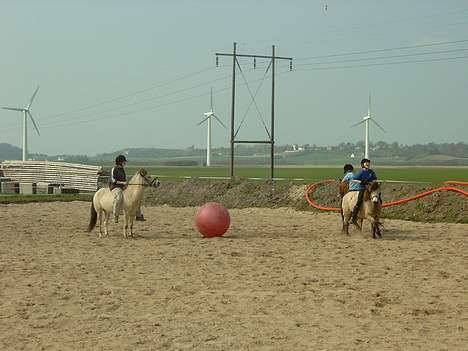 Gotlandsruss  Tarpán´s Ronja <3 - Vi træner hestefodbold med Hanette og Dinar og Ronja prøver... hehe billede 11
