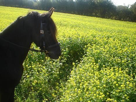 Frieser Gayke van Stal Zwanenven billede 1