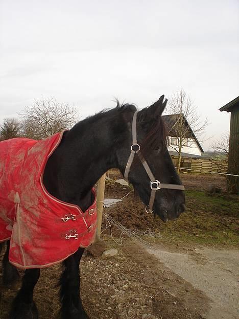 Frieser Gayke van Stal Zwanenven - Februar 2007 billede 3
