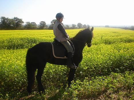 Frieser Gayke van Stal Zwanenven - På ridetur billede 4