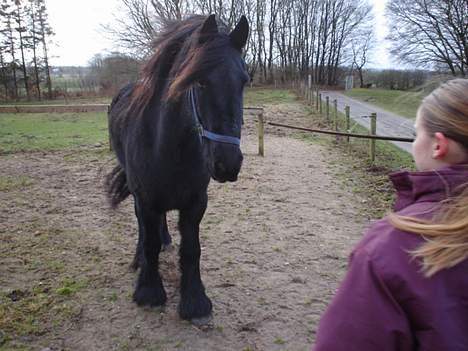 Frieser Gayke van Stal Zwanenven - Her er jeg ude at se hende for første gang billede 5