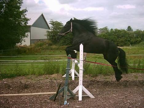 Frieser Gayke van Stal Zwanenven - Løsspringer 90 cm. billede 6