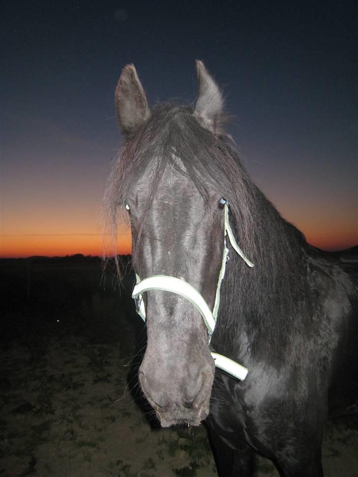 Frieser Gayke van Stal Zwanenven - Ved solnedgang billede 7