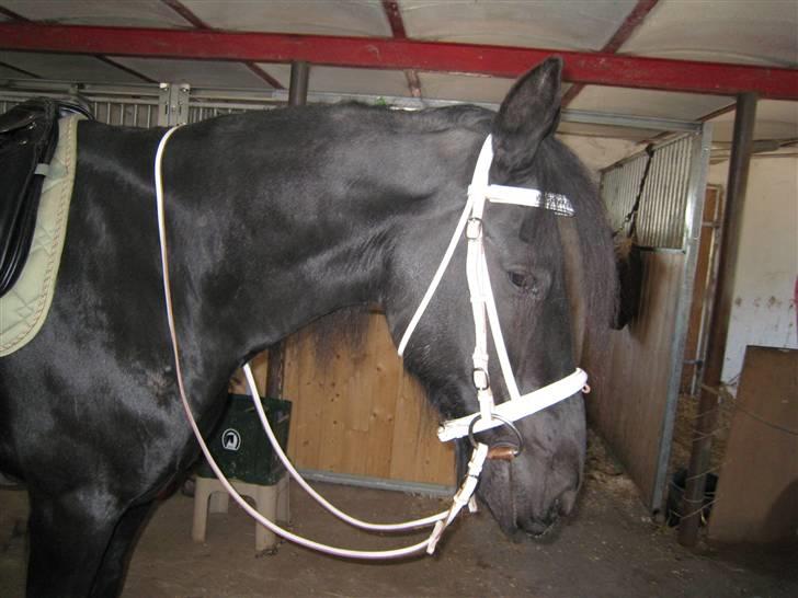 Frieser Gayke van Stal Zwanenven - Gayke med sit nye hovedtøj billede 8