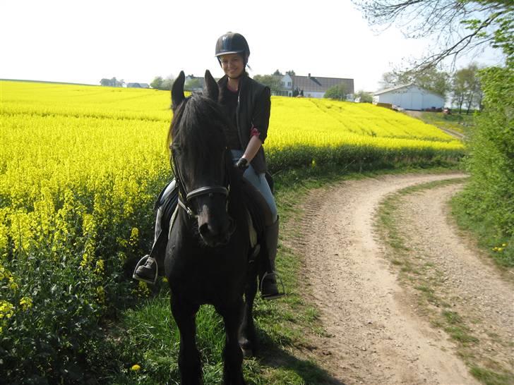 Frieser Gayke van Stal Zwanenven billede 9