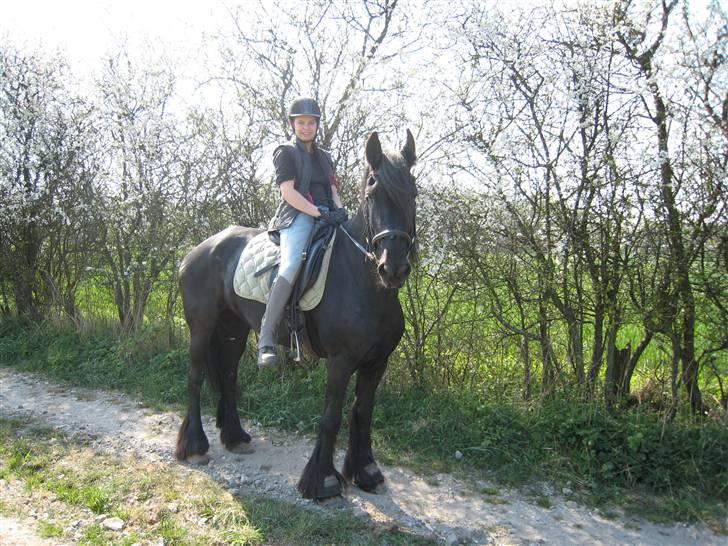 Frieser Gayke van Stal Zwanenven billede 10