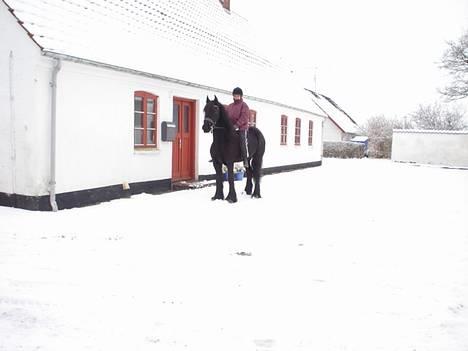 Frieser Gayke van Stal Zwanenven - En vinterdag hjemme foran vores gård billede 11