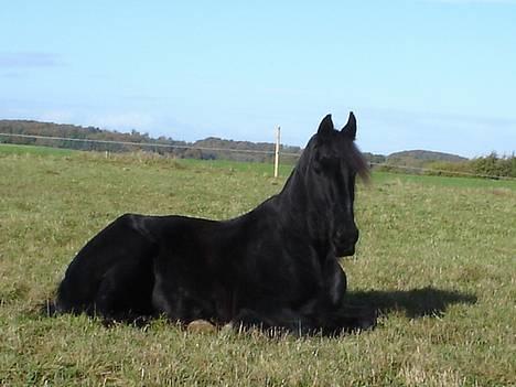Frieser Gayke van Stal Zwanenven billede 12