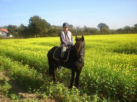 Frieser Gayke van Stal Zwanenven billede 13
