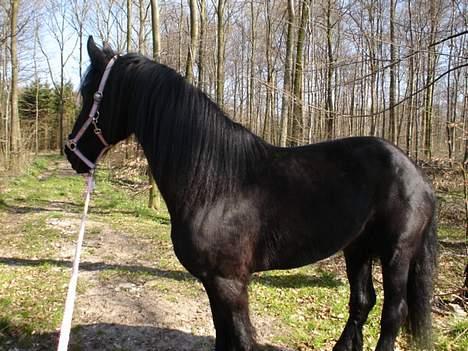 Frieser Gayke van Stal Zwanenven billede 14