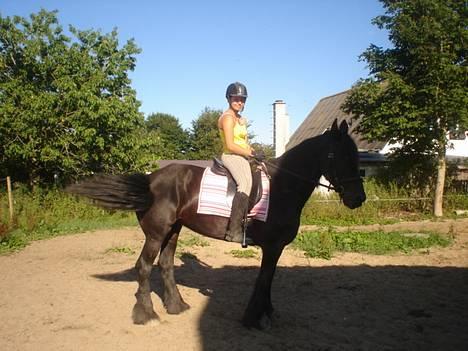 Frieser Gayke van Stal Zwanenven - Afslapning efter endt træning billede 15