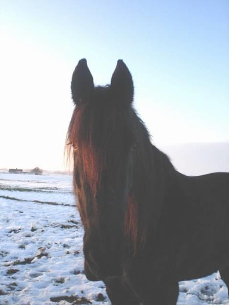 Frieser Gayke van Stal Zwanenven - En vinterdag billede 16