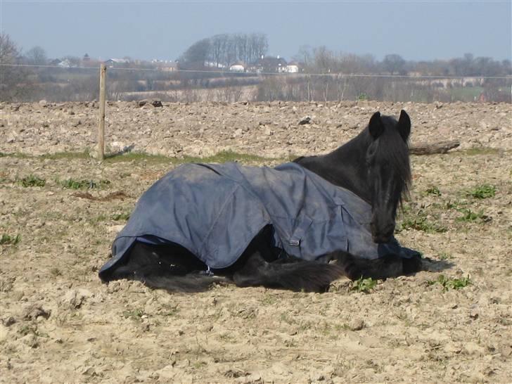 Frieser Gayke van Stal Zwanenven - Tar´lige en lille lur billede 17