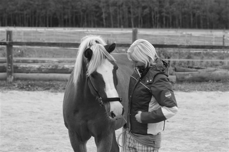 Haflinger Patrick - Patrick - 20 år.. <3 Billedet er taget af Marlene Ø billede 3