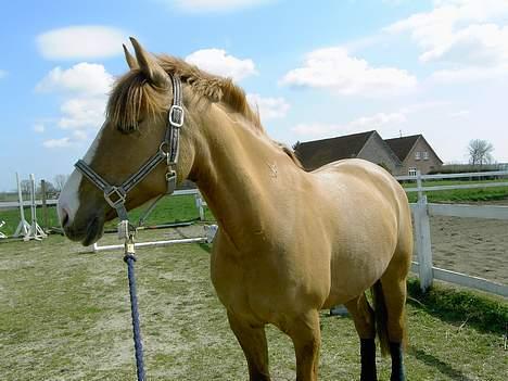 Anden særlig race Strejfer - hvad er dog det..? dejlige Strejfer har fået øje på noget billede 11