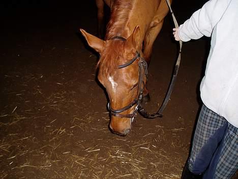 Anden særlig race La Rouge  *SOLGT*  - Ved gamle ejer .  billede 3