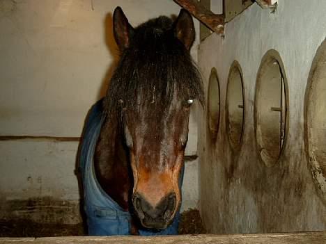 Connemara Borredalens Eight Garbo billede 10