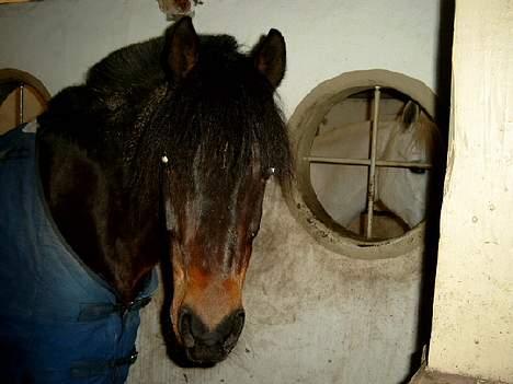 Connemara Borredalens Eight Garbo billede 11