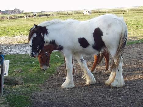 Tinker Milena  billede 14