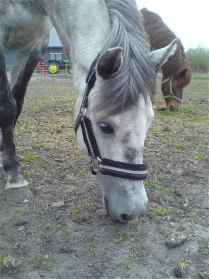 Anden særlig race Tulle - Tulle på fold, efter at have fået overgangsdæknet af.. April 08 billede 5