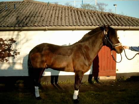 Connemara Borredalens Eight Garbo - 25 april 2005 billede 12