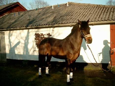 Connemara Borredalens Eight Garbo - 25 april 2005 billede 13