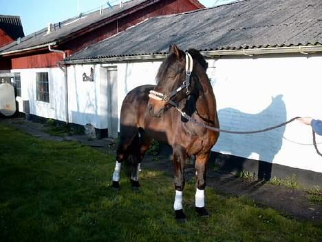 Connemara Borredalens Eight Garbo - 25 april 2005 billede 14