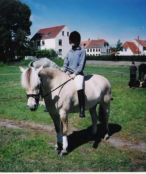 Fjordhest Sylvester (er på de evige - så er vi til et lille børnedyrskue, hvor han fik ærespræmie.... flot billede 5