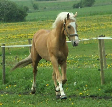 Palomino Millenium -  Afkom  Lysgaards Ca Va.  billede 5