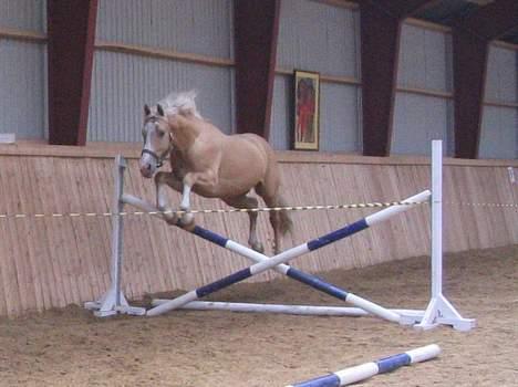 Palomino Millenium billede 7