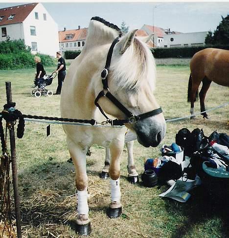 Fjordhest Sylvester (er på de evige - Hey se lige mig hva´!  er til børnedyreskue... billede 10